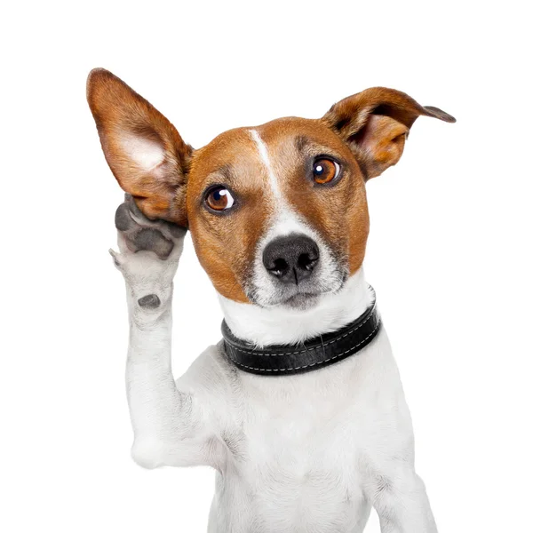 Собака, слушающая с большим ухом — стоковое фото