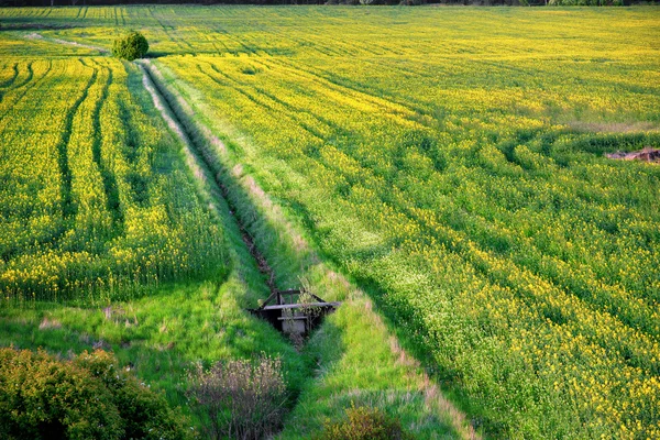 Поле рапса семян масло — стоковое фото