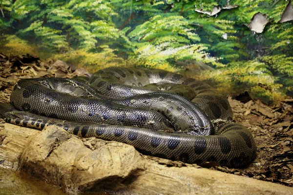 Анаконда змея спиральный — стоковое фото