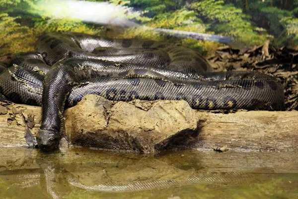 Анаконда змея спиральный — стоковое фото