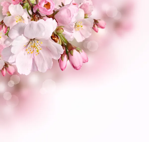 Розовый весенний расцвет ограничивает фон — стоковое фото