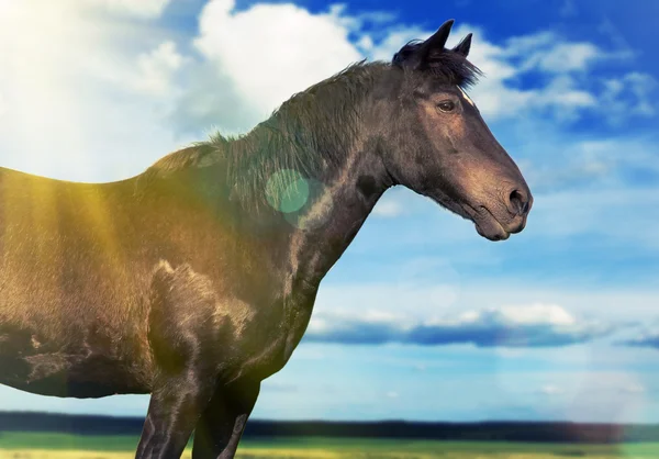 Лошадь в поле Солнечный — стоковое фото