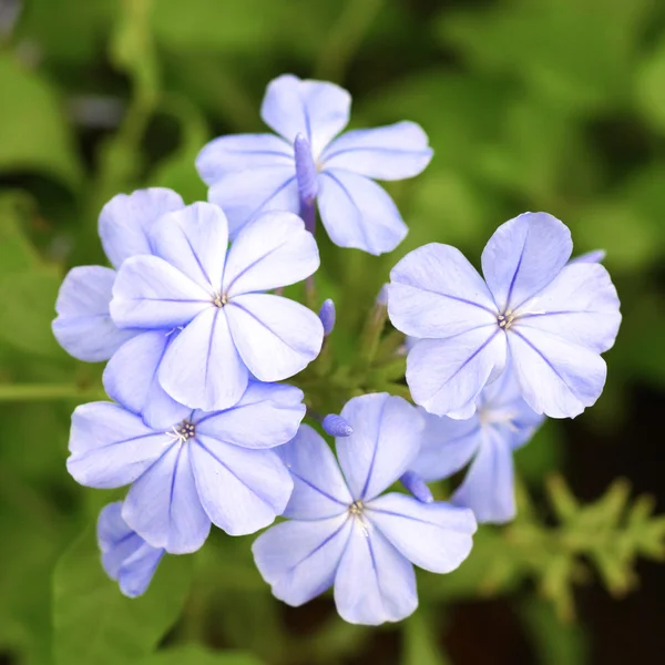 Мыс leadwort, белый графит — стоковое фото