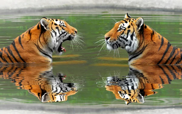 Сибирские тигры — стоковое фото