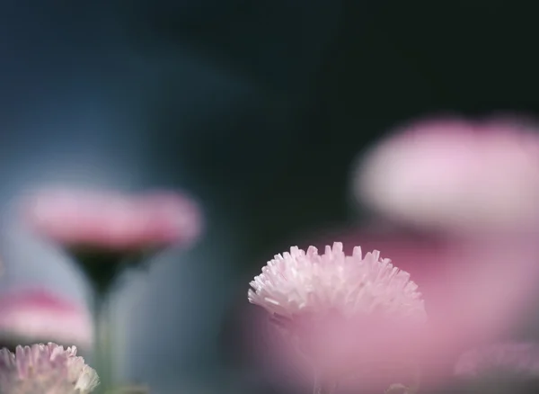 Розовая природа — стоковое фото