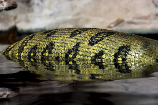 Green anaconda (Eunectes murinus) — стоковое фото