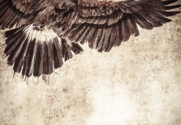 Американский орел — стоковое фото