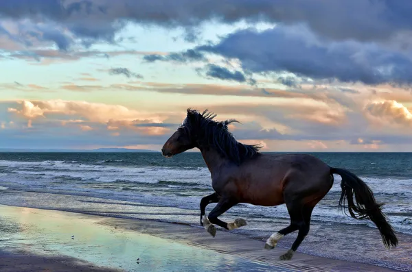 Американские дикие лошади мустанга — стоковое фото