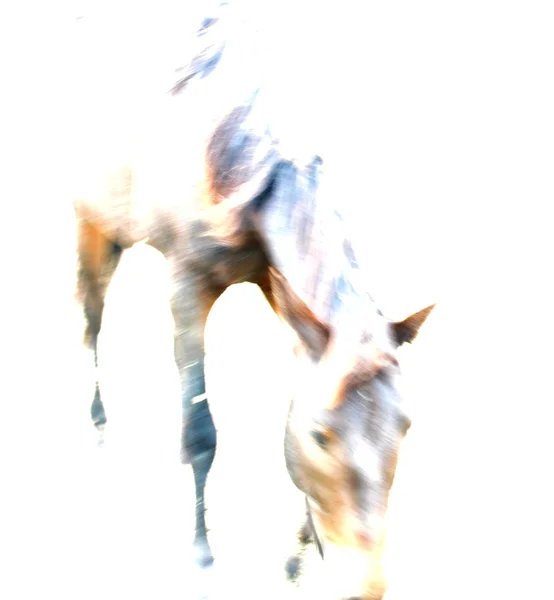 Дух лошади — стоковое фото