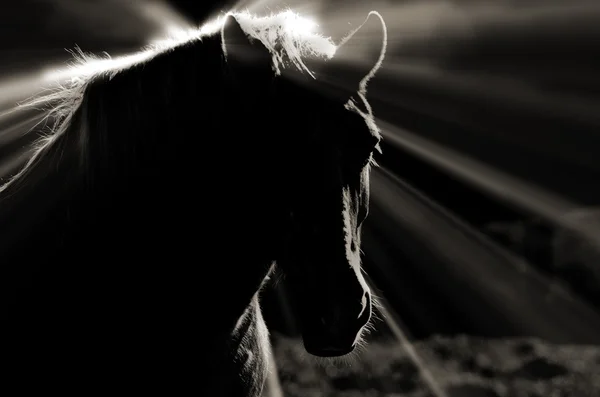 Дикая лошадь мустанга — стоковое фото