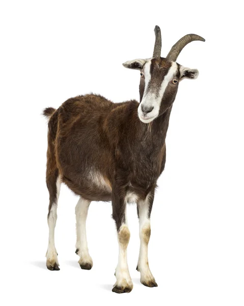 Toggenburg коза на белом фоне — стоковое фото