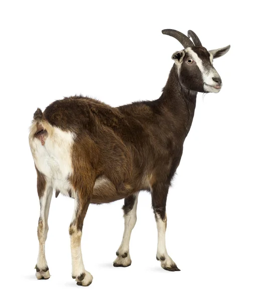 Вид сзади Toggenburg козла, глядя на белом фоне — стоковое фото