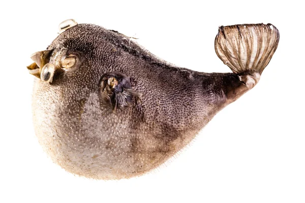 Изолированные puffer рыбы — стоковое фото