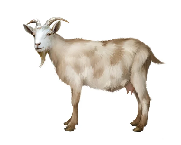 Пятнистый женского взрослого козла — стоковое фото