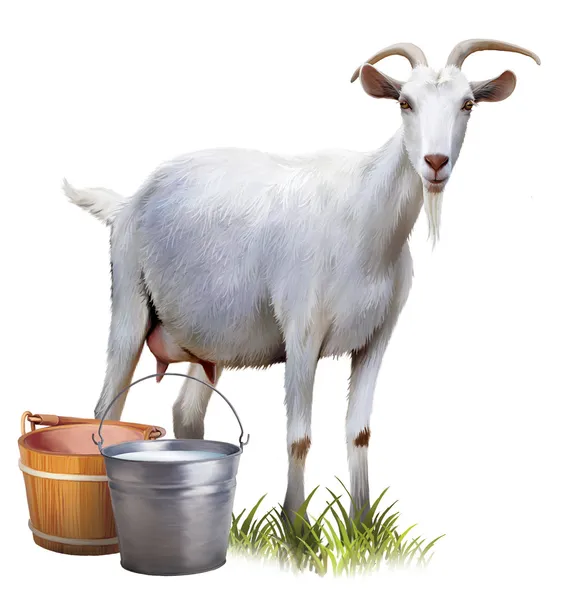 Белая коза с ведрами, полными молока — стоковое фото
