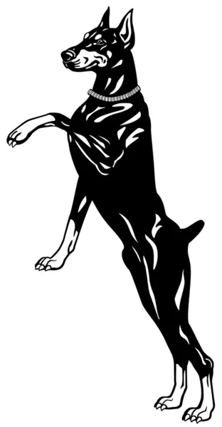 Доберман пинчер черный белый — стоковый вектор