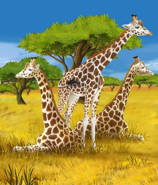 Сафари - жирафы - иллюстрации для детей — стоковое фото
