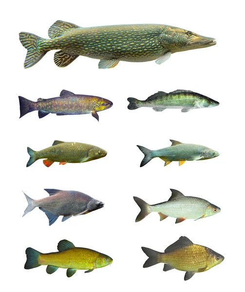 Большая коллекция пресноводных рыб — стоковое фото