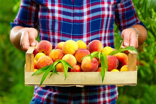 Садовник, держа обрешеткой из летних фруктов, спелые персики — стоковое фото