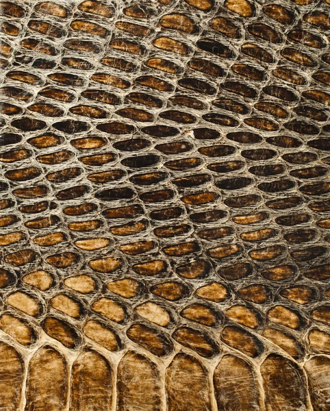 Змеи текстуры кожи крупным планом — стоковое фото