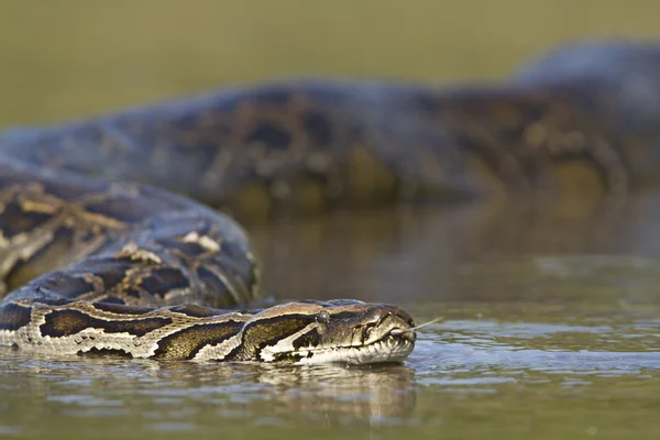 Азиатские python в реке nepal'sr — стоковое фото