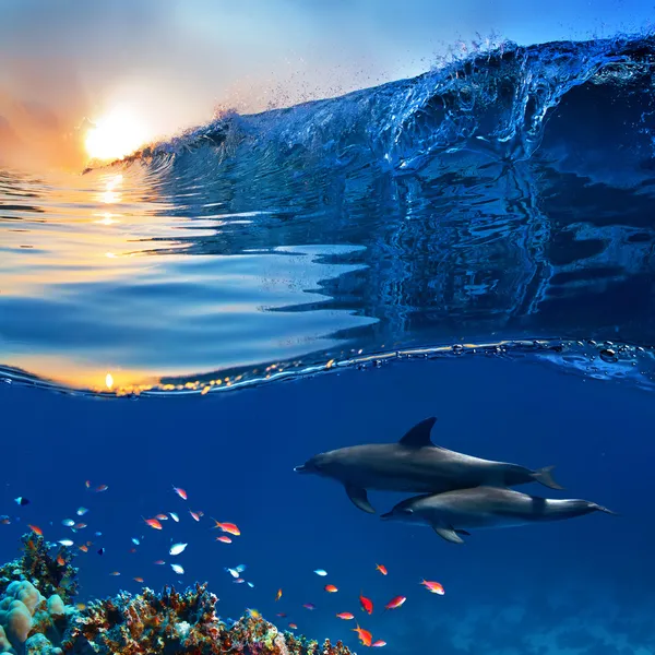 Два красивых дельфинов, плавание под водой через кораллового рифа Фу — стоковое фото