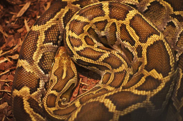 Заделывают яркие, большие и красочные Анаконда змея — стоковое фото