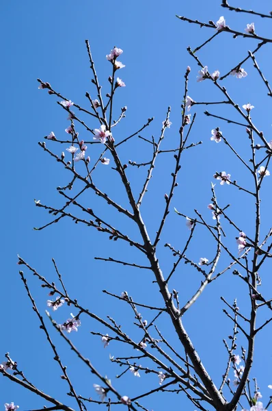 Весенний фон с абрикосовое дерево цветет весной против голубого неба — стоковое фото