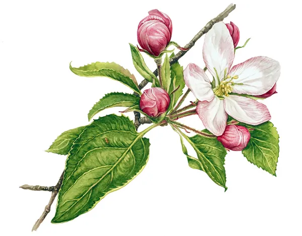 Акварель с яблоня в цвету — стоковое фото