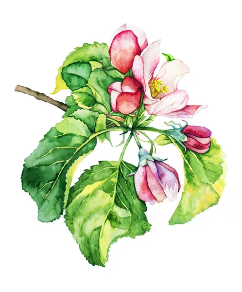 Акварель с яблоня в цвету — стоковое фото