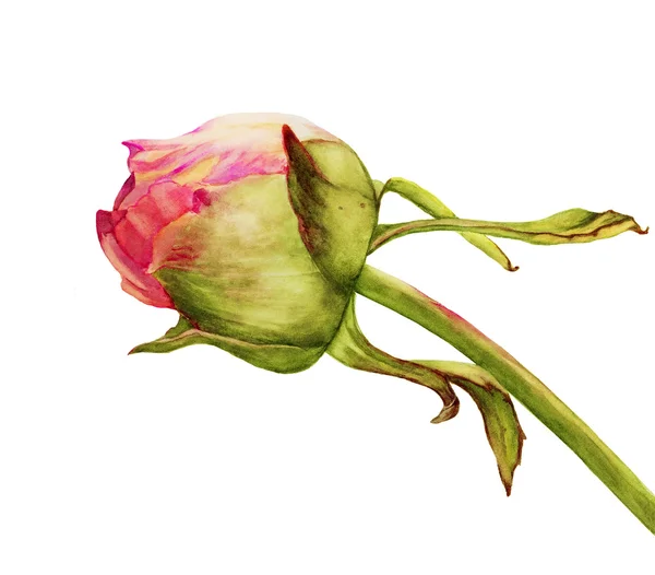 Розовый пион цветок акварель — стоковое фото