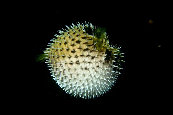 Завышенные дикобраза фугу мяч рыбы — стоковое фото