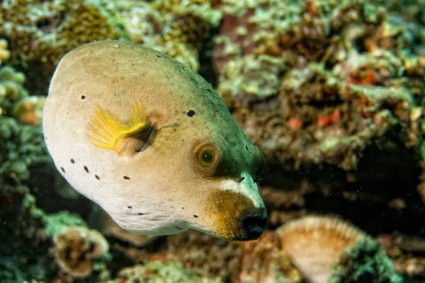 Рыба фугу красочные мяч на фоне риф — стоковое фото
