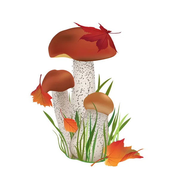Осенние грибы — стоковый вектор