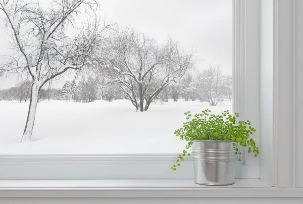 Зимний пейзаж, видел через окно и зеленых растений — стоковое фото