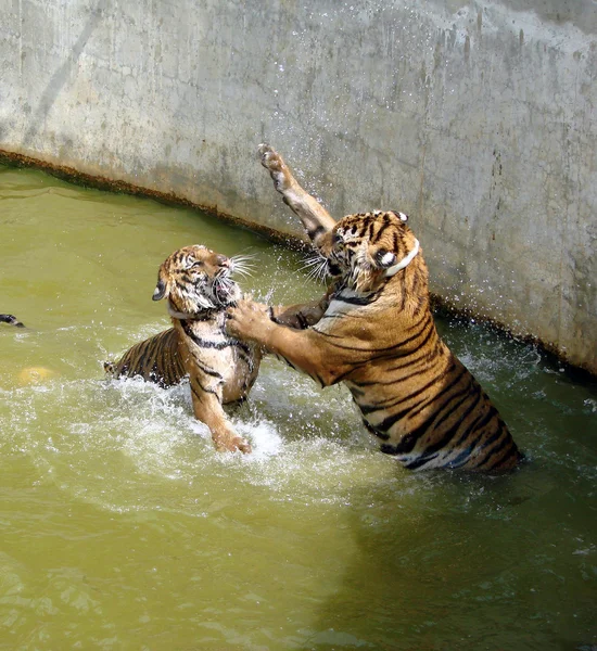 Два тигра, бои в воде — стоковое фото