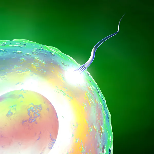 Яйцеклетки и сперматозоиды — стоковое фото
