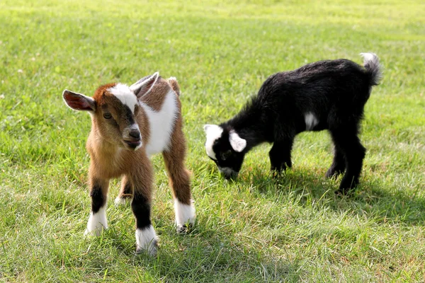 Детская ферма козы едят траву — стоковое фото