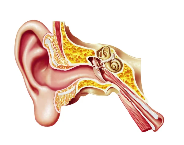 Человеческое ухо диаграммы выреза — стоковое фото