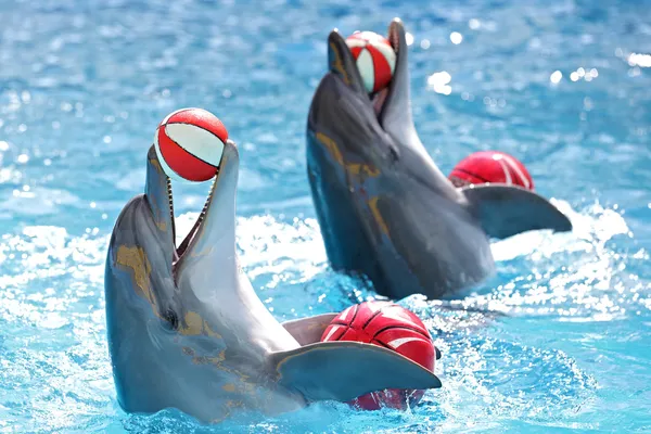 Дельфины с мячом — стоковое фото