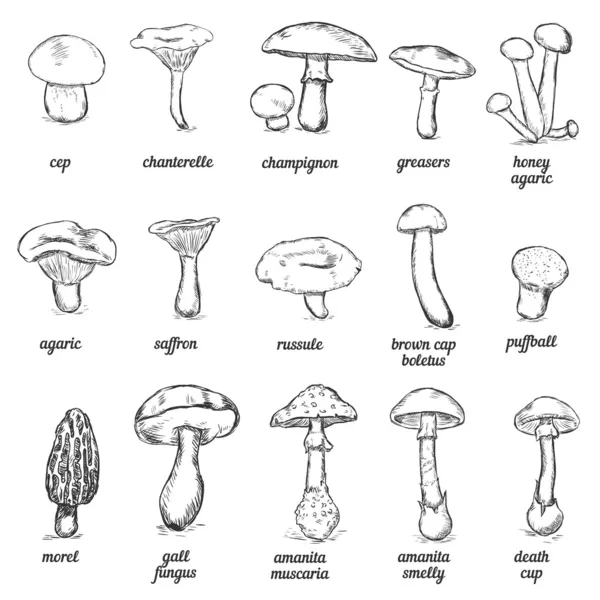Набор векторных эскиз иллюстрации - грибы — стоковый вектор