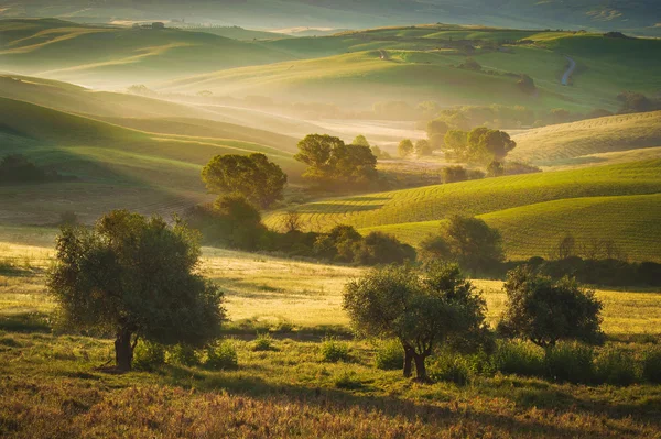 Тосканских оливковых деревьев и поля в районе Сиены, Италия — стоковое фото