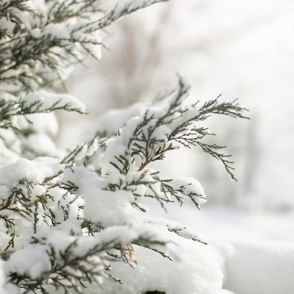 Стволы сосны в снегу — стоковое фото