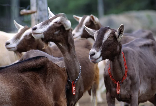 Доение коз — стоковое фото