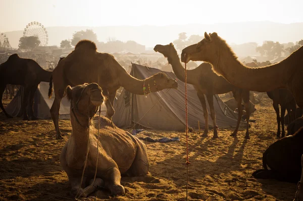 Верблюдов в Пушкарь camel ярмарка — стоковое фото