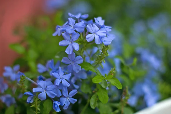 Мыс leadwort — стоковое фото