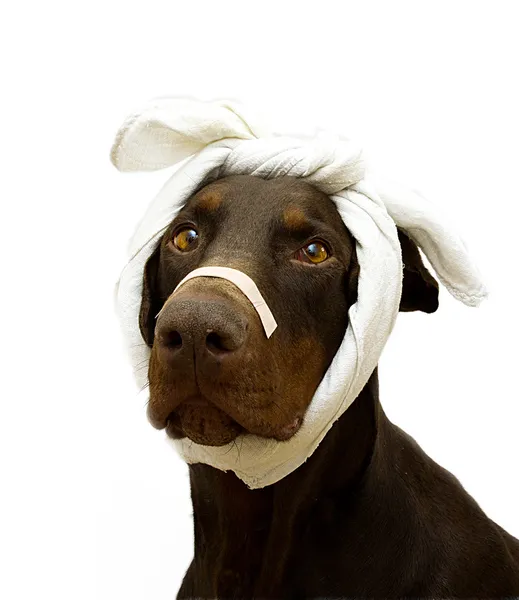 Больная собака с бандажом на его голове и участками на носу — стоковое фото