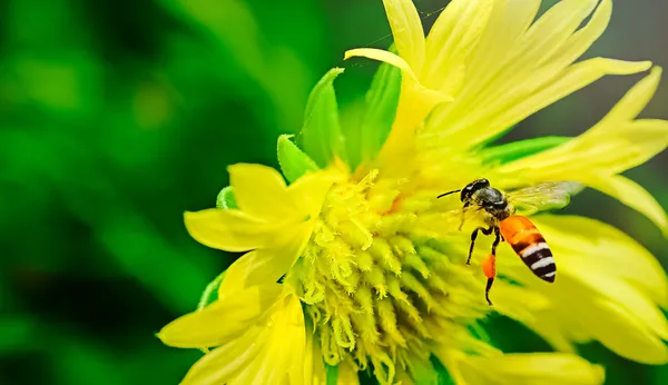 Остановка движения полета пчелы. ошибки воздушное пространство. Желтые цветы — стоковое фото