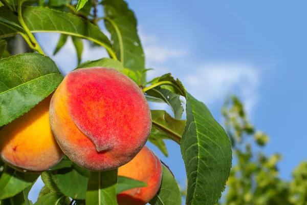 Сочные органических персики на дереве — стоковое фото