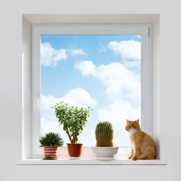 Кошка и дом растений — стоковое фото